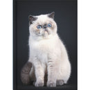 Collins Journal A5 Cats & Dogs