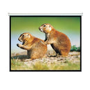 BRATECK 150'' Projector Screen, Manual Self Locking, Matte Finish. 4:3 Aspect ratio - Office Connect 2018